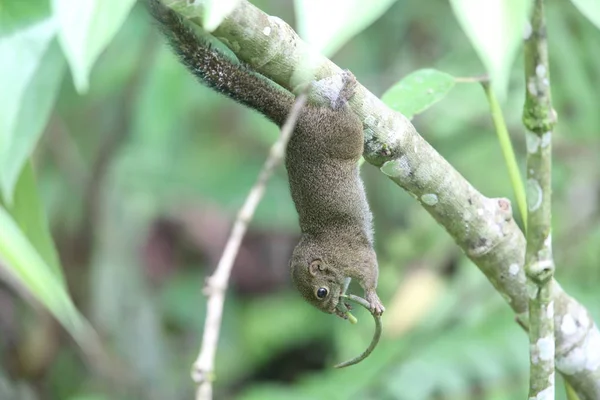 Mt.Kerinci，印度尼西亚苏门答腊岛的细长松鼠 （Sundasciurus 菌） — 图库照片