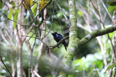 Tapan Road, Sumatra, Endonezya Sumatra çaylak herif (Dicrurus sumatranus)