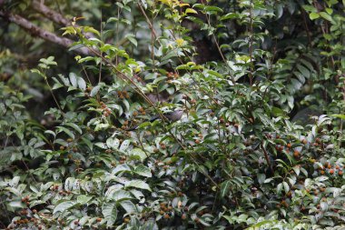 Yeşil gagalı malkoha (Phaenicophaeus tristis) Tapan Road, Sumatra, Endonezya