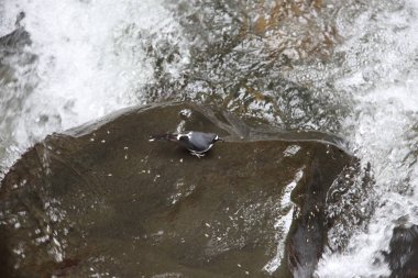 Sunda forktail (Enicurus velatus) Mt.Kerinci, Sumatra, Endonezya