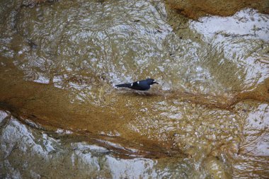 Sunda forktail (Enicurus velatus) Mt.Kerinci, Sumatra, Endonezya