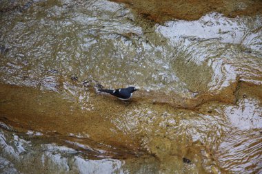 Sunda forktail (Enicurus velatus) Mt.Kerinci, Sumatra, Endonezya