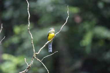 Sumatra, Endonezya Sumatra trogon (Apalharpactes mackloti) 