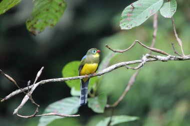 Sumatra, Endonezya Sumatra trogon (Apalharpactes mackloti) 