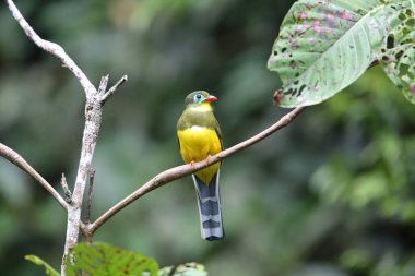 Sumatra, Endonezya Sumatra trogon (Apalharpactes mackloti) 