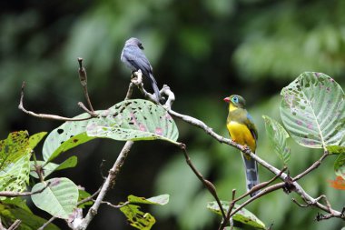 Sumatra, Endonezya Sumatra trogon (Apalharpactes mackloti) 