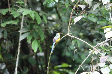 Sumatra, Endonezya Sumatra trogon (Apalharpactes mackloti) 