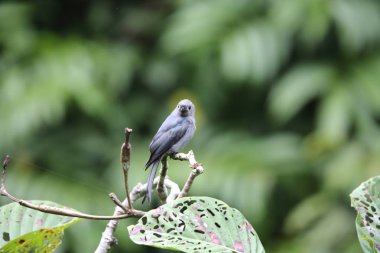 Küllü çaylak herif (Dicrurus leucophaeus), Mt.Kerinci, Sumatra, Endonezya