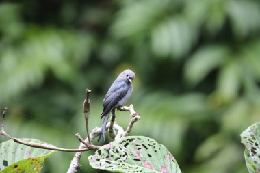 Küllü çaylak herif (Dicrurus leucophaeus), Mt.Kerinci, Sumatra, Endonezya