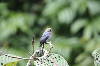 Küllü çaylak herif (Dicrurus leucophaeus), Mt.Kerinci, Sumatra, Endonezya
