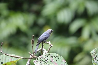 Küllü çaylak herif (Dicrurus leucophaeus), Mt.Kerinci, Sumatra, Endonezya
