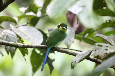 Uzun kuyruklu kılıç (Psarisomus dalhousiae), Mt.Kerinci, Sumatra, Endonezya