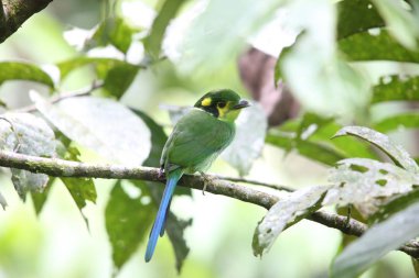Uzun kuyruklu kılıç (Psarisomus dalhousiae), Mt.Kerinci, Sumatra, Endonezya