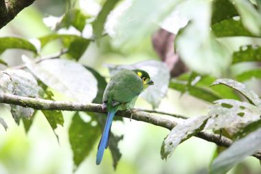 Uzun kuyruklu kılıç (Psarisomus dalhousiae), Mt.Kerinci, Sumatra, Endonezya