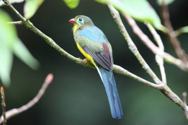 Sumatra, Endonezya Sumatra trogon (Apalharpactes mackloti) 