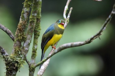 Sumatra, Endonezya Sumatra trogon (Apalharpactes mackloti) 