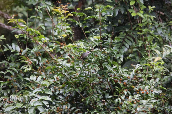 Yeşil gagalı malkoha (Phaenicophaeus tristis) Tapan Road, Sumatra, Endonezya