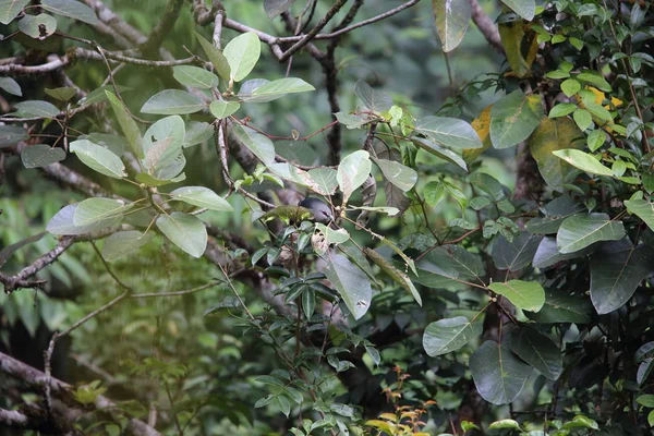 Malkoha de bico verde (Phaenicophaeus tristis) em Tapan Road, Sumatra, Indonésia — Fotografia de Stock