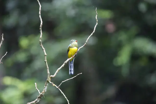 Sumatra, Endonezya Sumatra trogon (Apalharpactes mackloti) — Stok fotoğraf