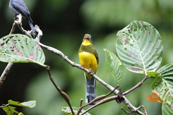 Sumatran trogon (Apalharpactes mackloti) in Sumatra,Indonesia — Stock Photo, Image