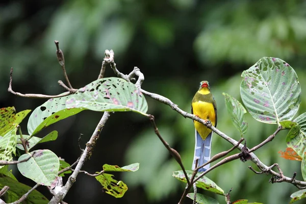 Trogon sumatrzański (Apalharpactes mackloti) w Sumatra, Indonezja — Zdjęcie stockowe