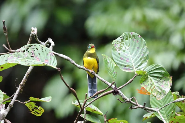 Sumatran trogon (apalharpactes mackloti) in sumatra, indonesien — Stockfoto