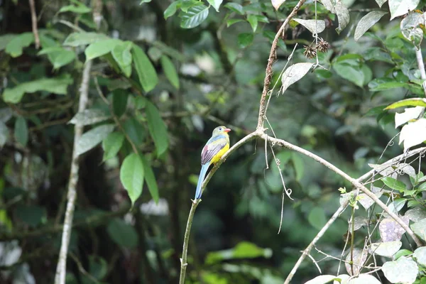 Sumatra, Endonezya Sumatra trogon (Apalharpactes mackloti) 