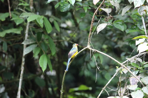 Sumatra, Endonezya Sumatra trogon (Apalharpactes mackloti) 