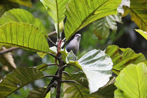 Yeşil gagalı malkoha (Phaenicophaeus tristis) Tapan Road, Sumatra, Endonezya
