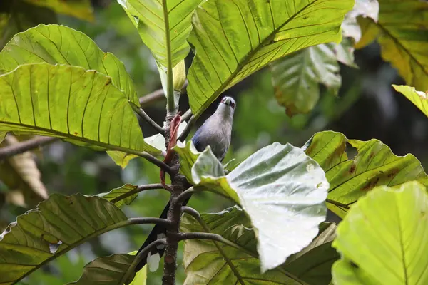 Yeşil gagalı malkoha (Phaenicophaeus tristis) Tapan Road, Sumatra, Endonezya