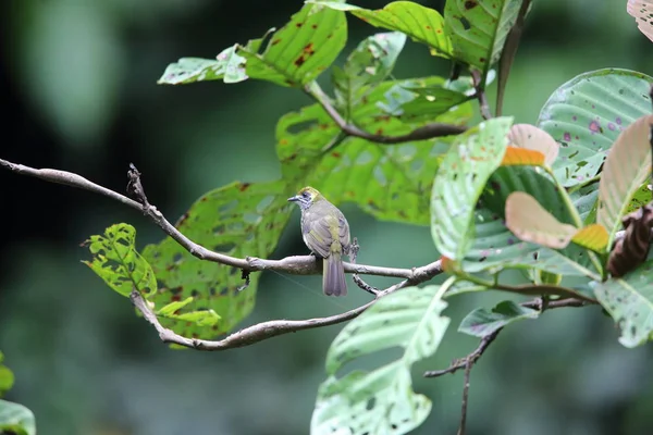 Sumatra, Endonezya nokta boyunlu bülbül (Pycnonotus tympanistrigus) — Stok fotoğraf