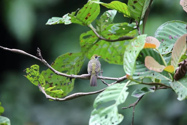 Sumatra, Endonezya nokta boyunlu bülbül (Pycnonotus tympanistrigus) — Stok fotoğraf