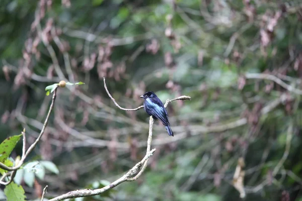 Dziwogon sumatrzański (Dicrurus sumatranus) w Tapan Road, Sumatra, Indonezja — Zdjęcie stockowe