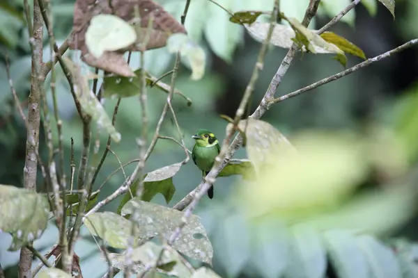 Uzun kuyruklu kılıç (Psarisomus dalhousiae), Mt.Kerinci, Sumatra, Endonezya