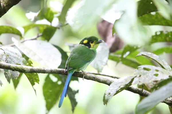 Uzun kuyruklu kılıç (Psarisomus dalhousiae), Mt.Kerinci, Sumatra, Endonezya