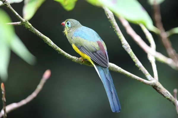 Sumatran trogon (Apalharpactes mackloti) in Sumatra,Indonesia — Stock Photo, Image