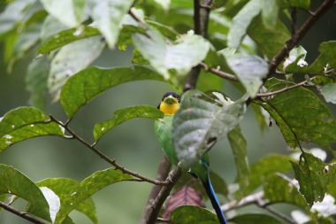 Uzun kuyruklu kılıç (Psarisomus dalhousiae), Mt.Kerinci, Sumatra, Endonezya