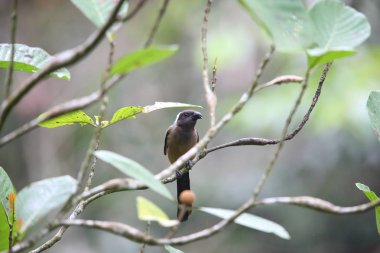 Mt.Kerinci, Sumatra, Endonezya Sumatra treepie (Dendrocitta occipitalis)