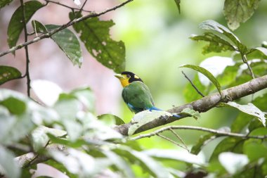 Uzun kuyruklu kılıç (Psarisomus dalhousiae), Mt.Kerinci, Sumatra, Endonezya