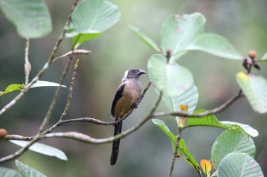 Mt.Kerinci, Sumatra, Endonezya Sumatra treepie (Dendrocitta occipitalis)