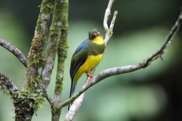 Sumatran trogon (Apalharpactes mackloti) in Sumatra,Indonesia — Stock Photo, Image