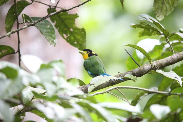Uzun kuyruklu kılıç (Psarisomus dalhousiae), Mt.Kerinci, Sumatra, Endonezya