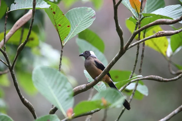 Mt.Kerinci, Sumatra, Endonezya Sumatra treepie (Dendrocitta occipitalis)