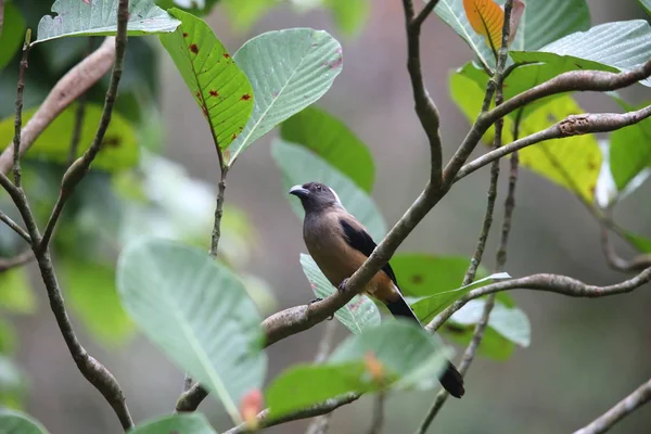 Mt.Kerinci, Sumatra, Endonezya Sumatra treepie (Dendrocitta occipitalis)