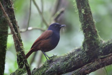 Brown kanatlı ıslık ardıç kuşu (Myophonus castaneus), Mt.Kerinci, Sumatra, Endonezya