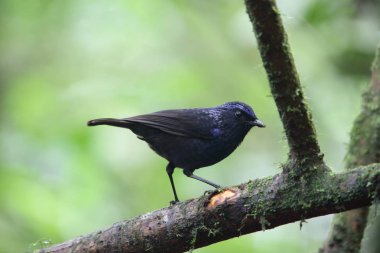 Ardıç kuşu (Myophonus melanurus) Mt.Kerinci, Sumatra, Endonezya ıslık parlak