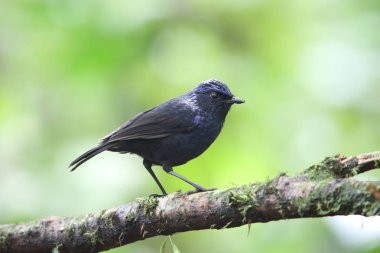Ardıç kuşu (Myophonus melanurus) Mt.Kerinci, Sumatra, Endonezya ıslık parlak