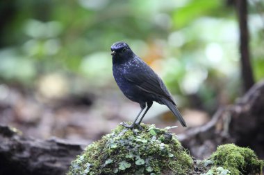 Ardıç kuşu (Myophonus melanurus) Mt.Kerinci, Sumatra, Endonezya ıslık parlak