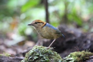 Schneider'ın pide (Hydrornis schneideri) Mt.Kerinci, Sumatra, Endonezya