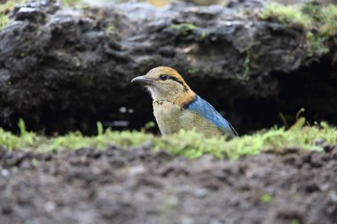 Schneider'ın pide (Hydrornis schneideri) Mt.Kerinci, Sumatra, Endonezya